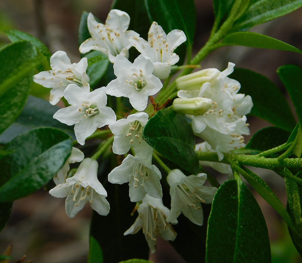 Изображение особи Rhododendron &times; intermedium.