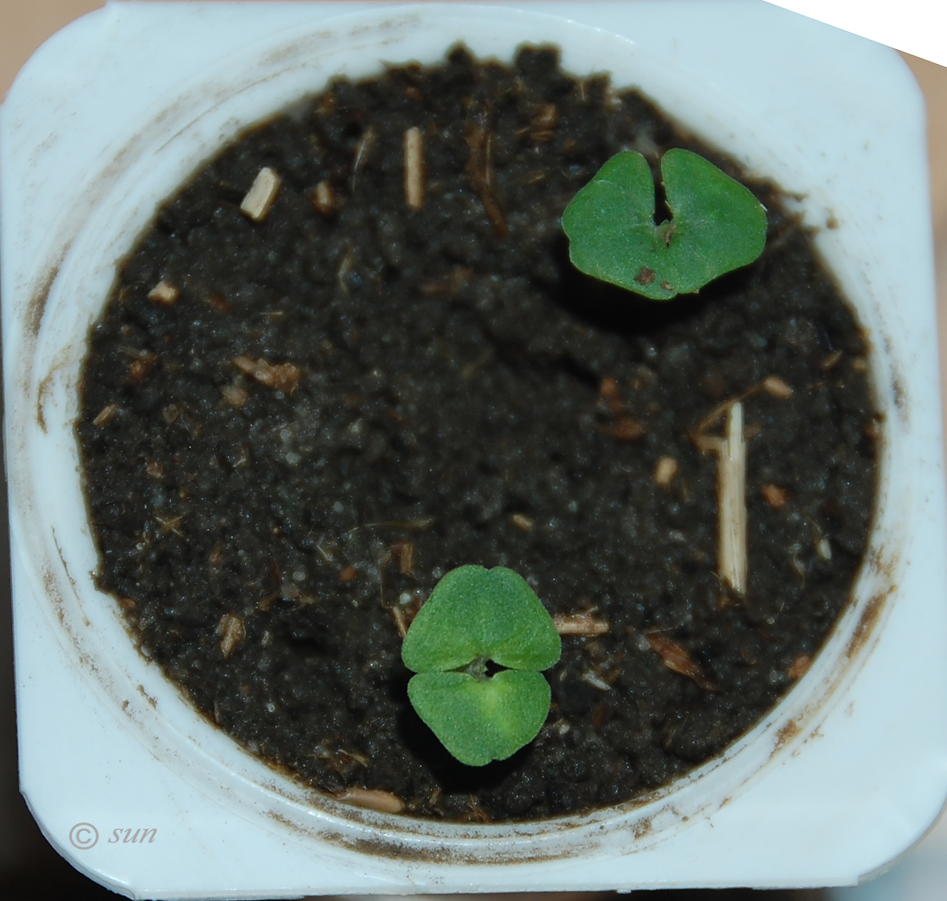 Image of Salvia hispanica specimen.