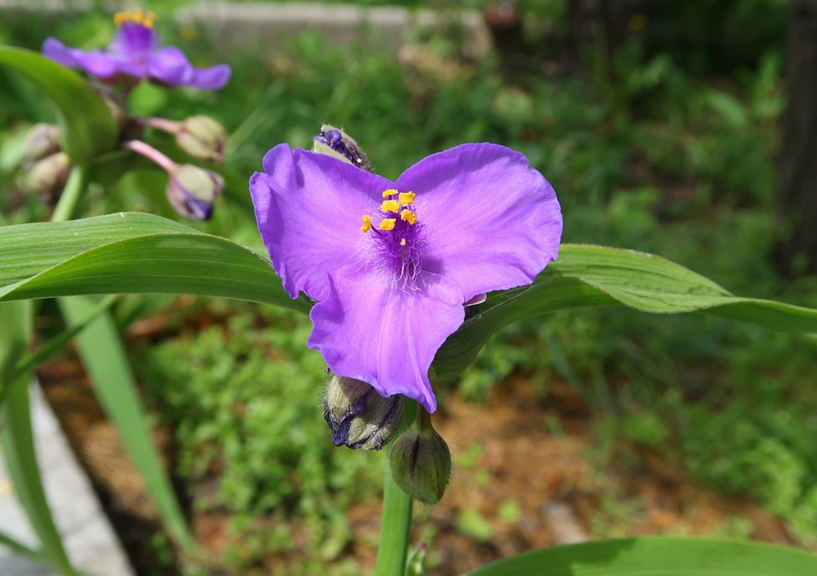 Image of Tradescantia virginiana specimen.