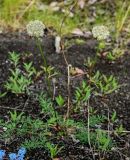 Pachypleurum alpinum. Цветущее растение. Красноярский край, Таймырский Долгано-Ненецкий р-н, плато Путорана, устье р. Кутарамакан, каменисто-песчаный пляж. 23.07.2023.