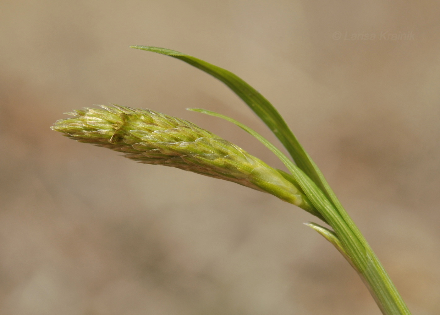 Изображение особи род Carex.