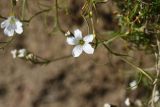 Minuartia circassica. Цветок. Чечня, Шаройский р-н, Снеговой хр., 2 км на юго-запад от от Цумандинского перевала, выс. 2650 м н.у.м., альпийский луг. 24 августа 2023 г.