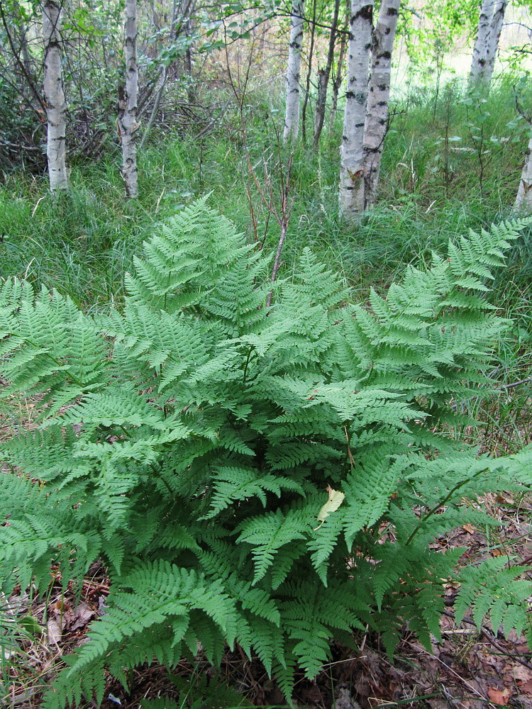 Изображение особи Dryopteris carthusiana.