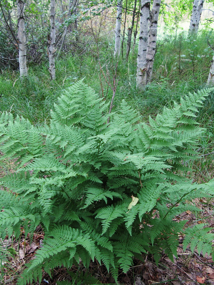 Image of Dryopteris carthusiana specimen.