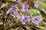 Viola variegata