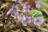 Viola variegata. Цветки. Приморский край, Шкотовский р-н, окр. пос. Подъяпольск, склон сопки, широколиственный лес. 29.04.2024.