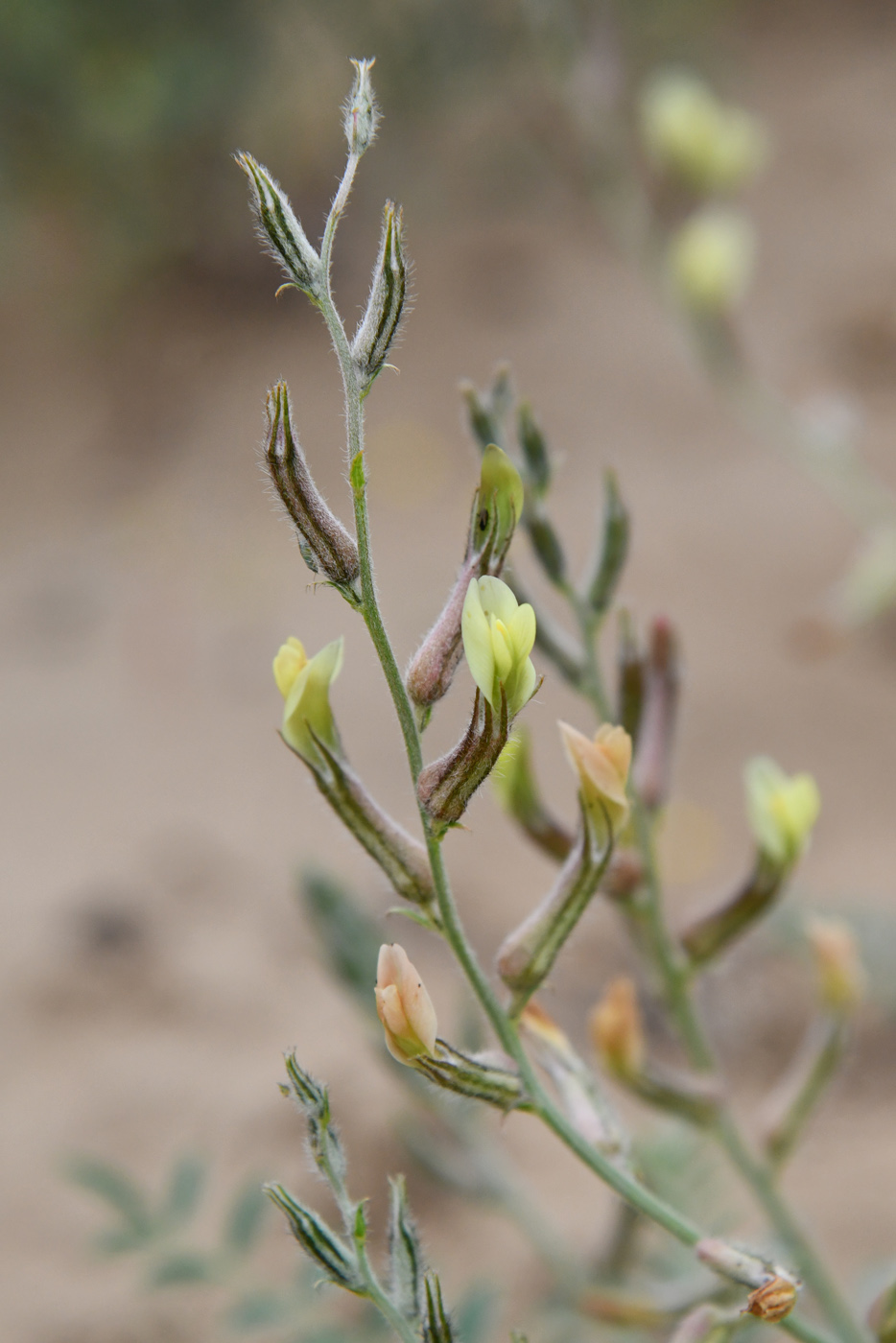 Изображение особи Astragalus turczaninowii.