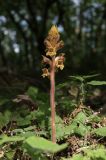 Orobanche laxissima