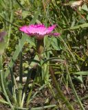 Dianthus oschtenicus