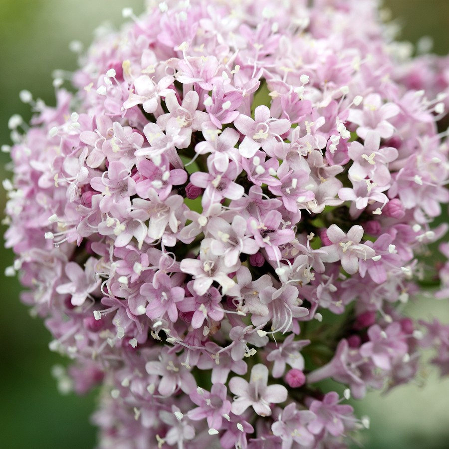 Изображение особи Valeriana sambucifolia.