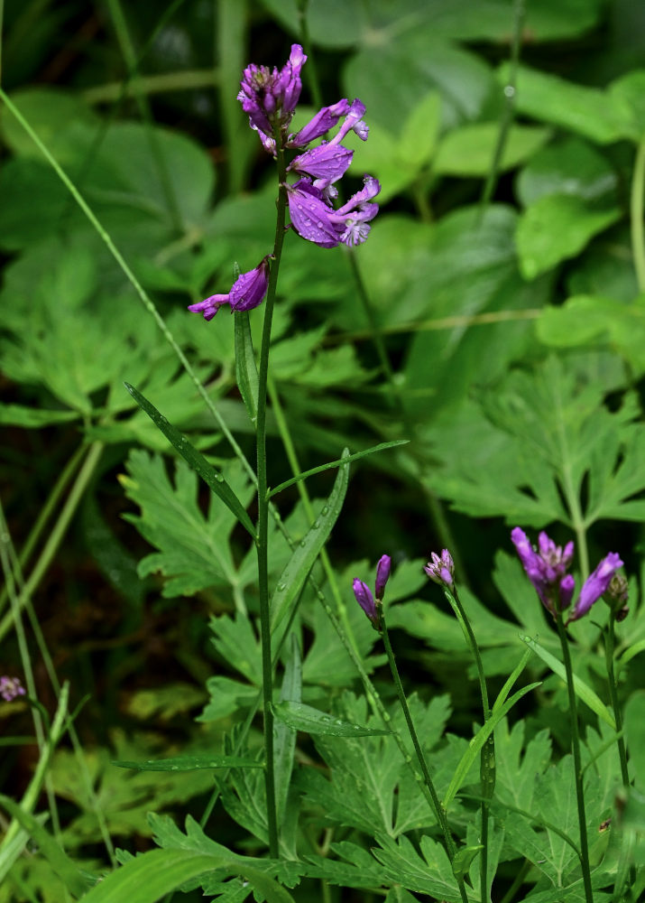 Изображение особи род Polygala.
