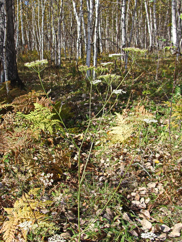 Image of familia Apiaceae specimen.