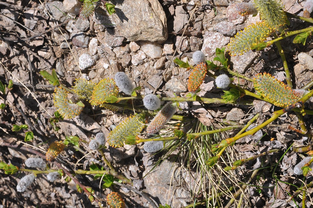 Image of genus Salix specimen.