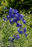 Delphinium grandiflorum