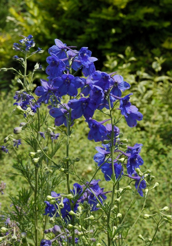 Изображение особи Delphinium grandiflorum.