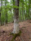 Fagus × taurica. Нижняя часть ствола и поросшие мхом частично обнажённые корни взрослого дерева. Крым, городской округ Алушта, окр. Ангарского перевала, буковый лес. 27.05.2024.