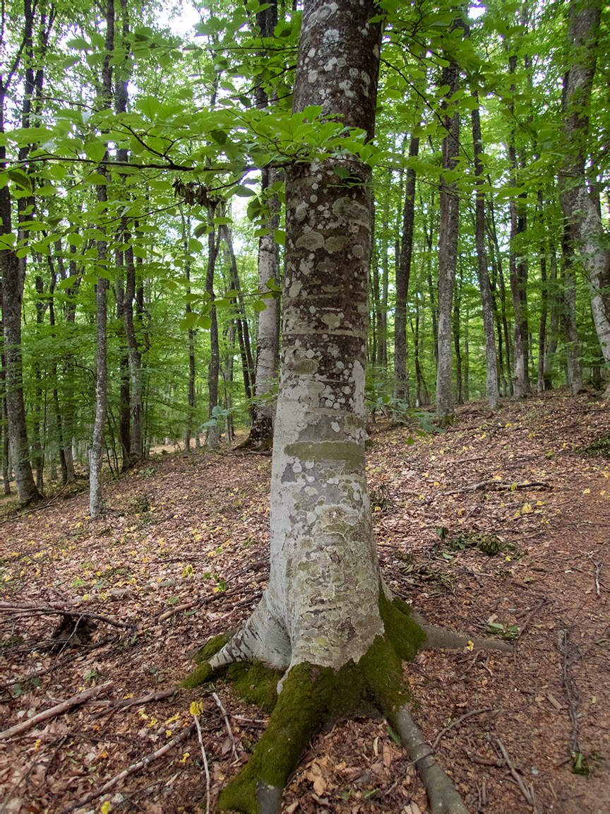 Изображение особи Fagus &times; taurica.