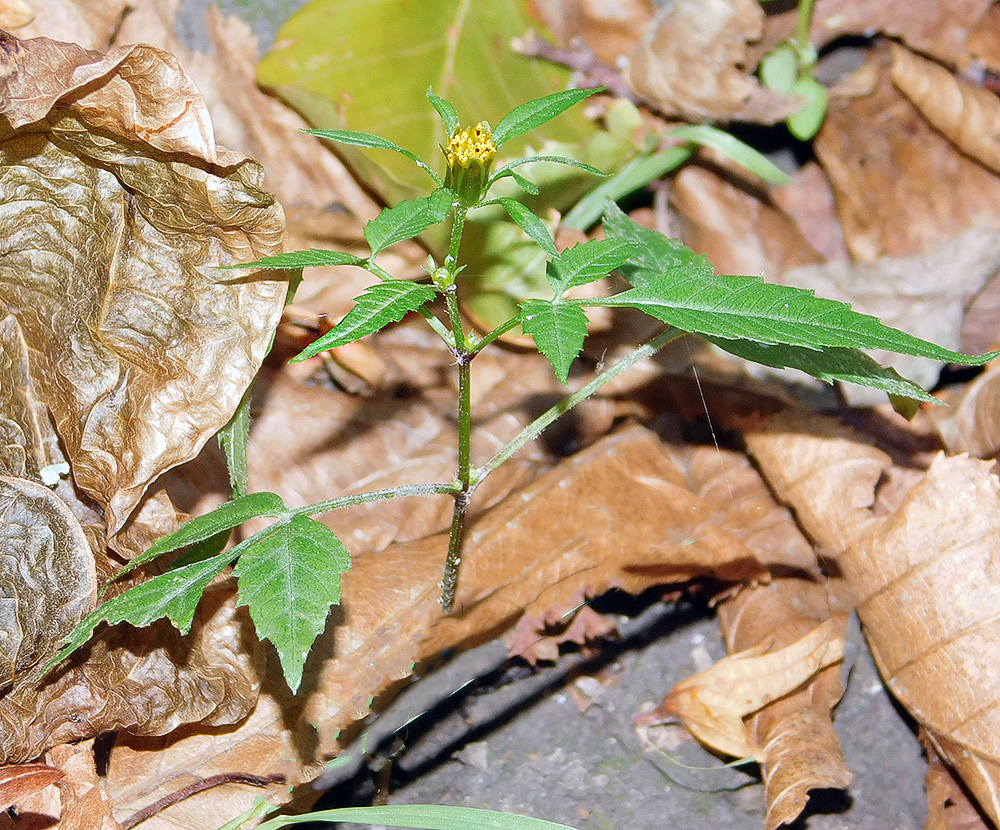 Изображение особи Bidens frondosa.