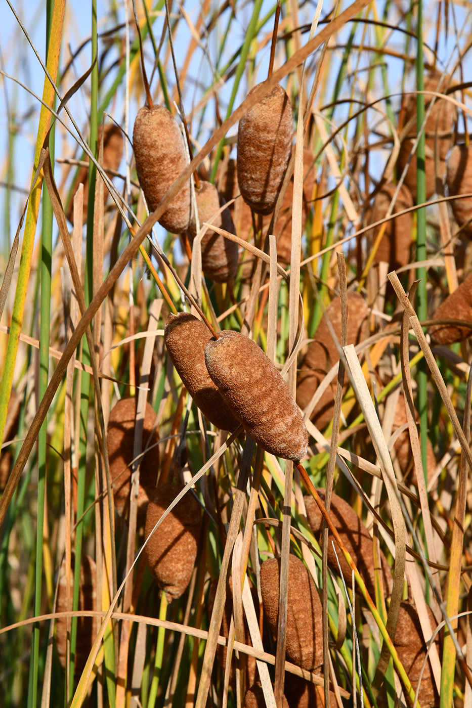 Изображение особи Typha minima.