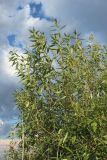 Salix pentandra