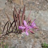 Chamaenerion colchicum. Верхушка побега с плодами, цветками и бутонами (справа). Краснодарский край, Адлерский р-н, Краснополянский поселковый округ, горнолыжный курорт \"Роза Хутор\", берег р. Мзымта, галечниковые отложения. 10.09.2023.