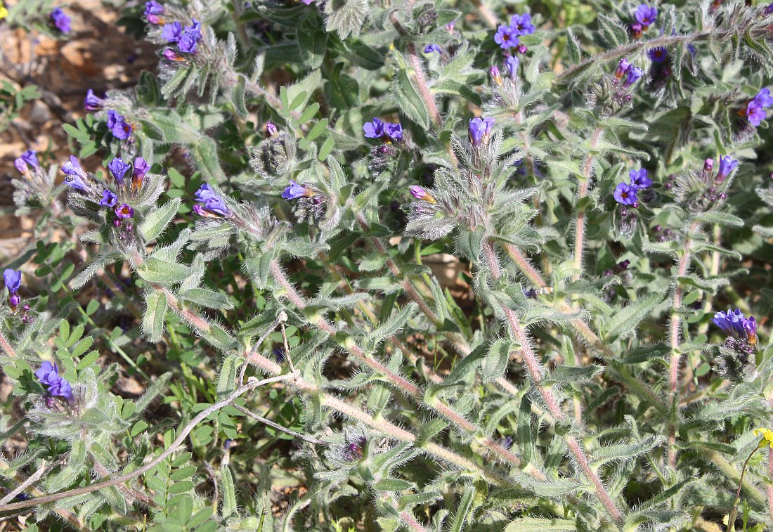Image of Alkanna strigosa specimen.
