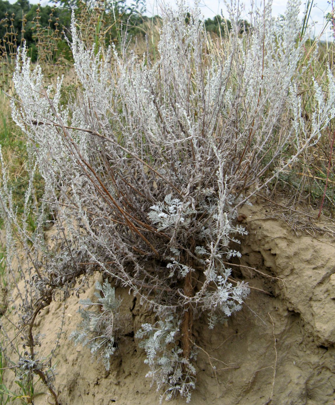 Image of Artemisia lercheana specimen.