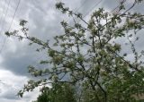 Malus domestica. Ветви цветущего дерева. Московская обл., Павлово-Посадский ГО, г. Электрогорск, в культуре. 18.05.2025.