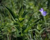 Viola elatior