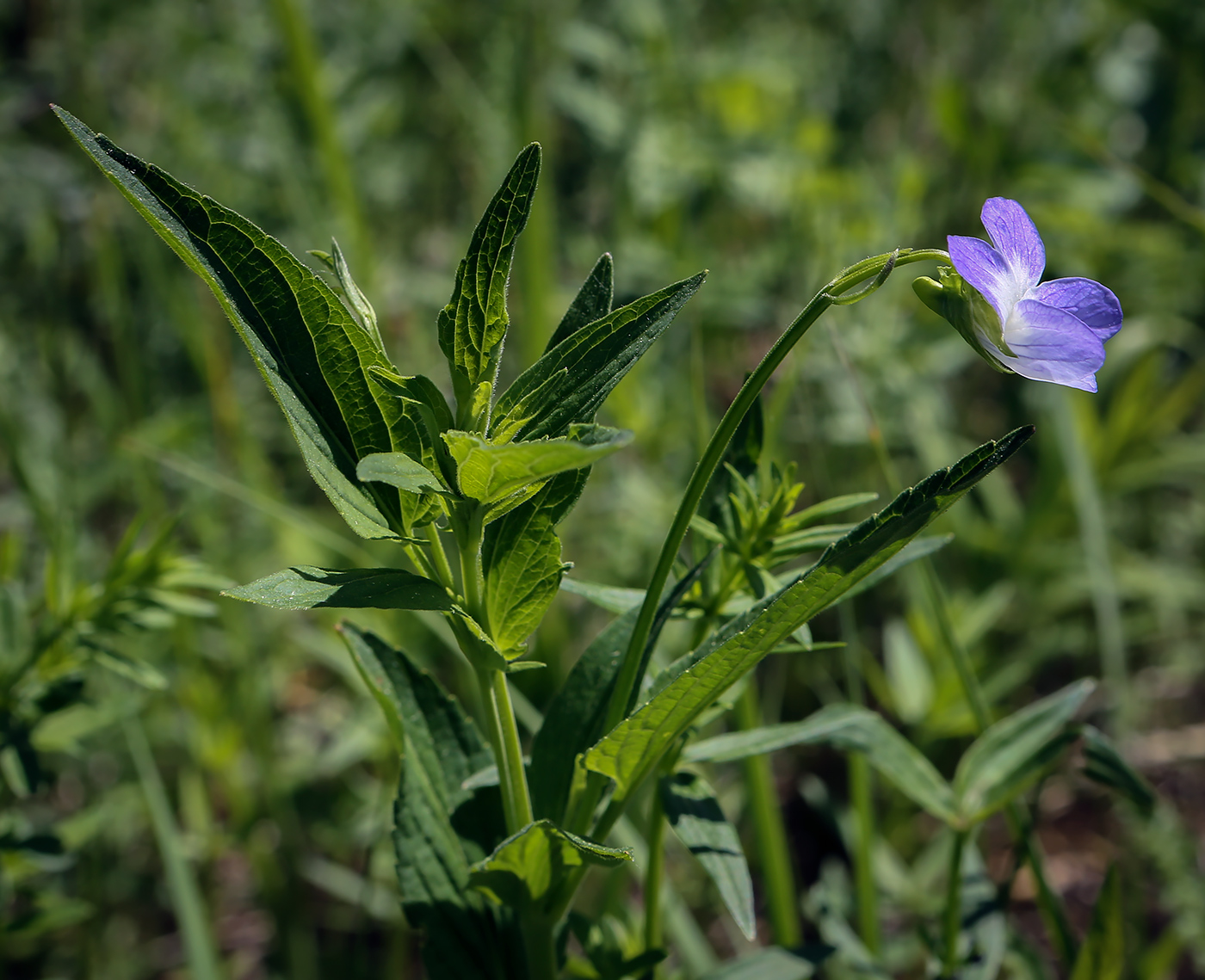 Image of Viola elatior specimen.