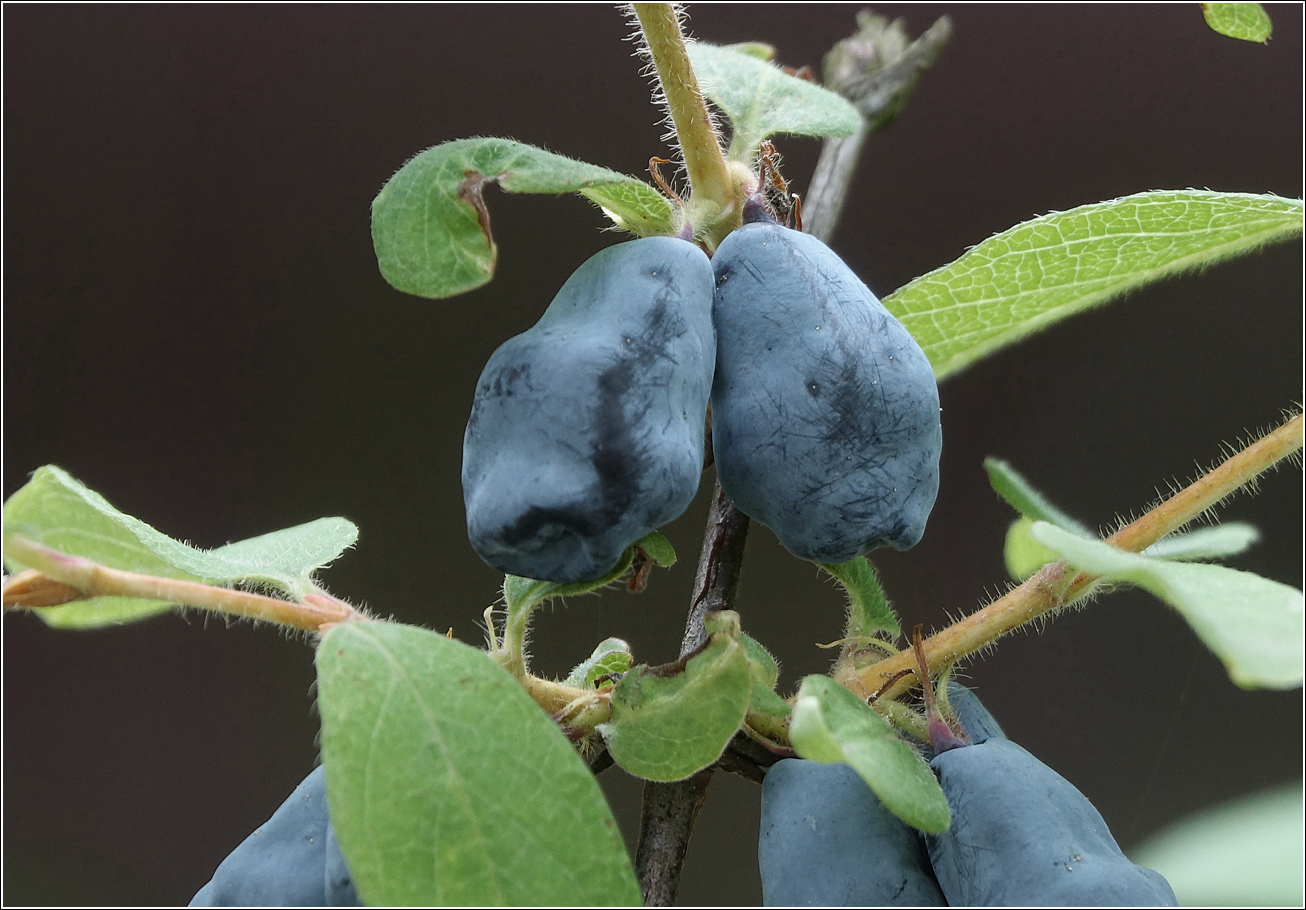 Image of Lonicera edulis specimen.