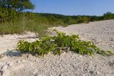 Carpinus orientalis