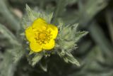 Potentilla recta