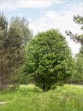 Sorbus aucuparia. Цветущее растение. Карелия, Лахденпохский р-н, окр. оз. Исо-Ийярви, опушка смешанного леса с преобладанием сосны (Pinus sylvestris), разнотравный луг. 13.06.2025.