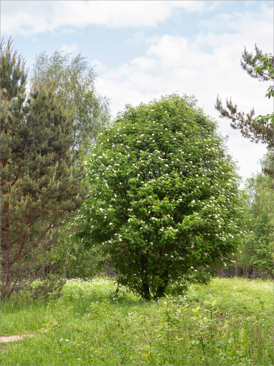 Изображение особи Sorbus aucuparia.