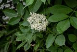 Sambucus nigra