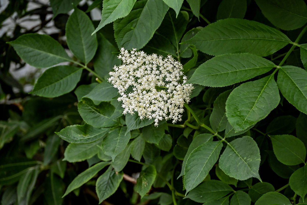 Image of Sambucus nigra specimen.