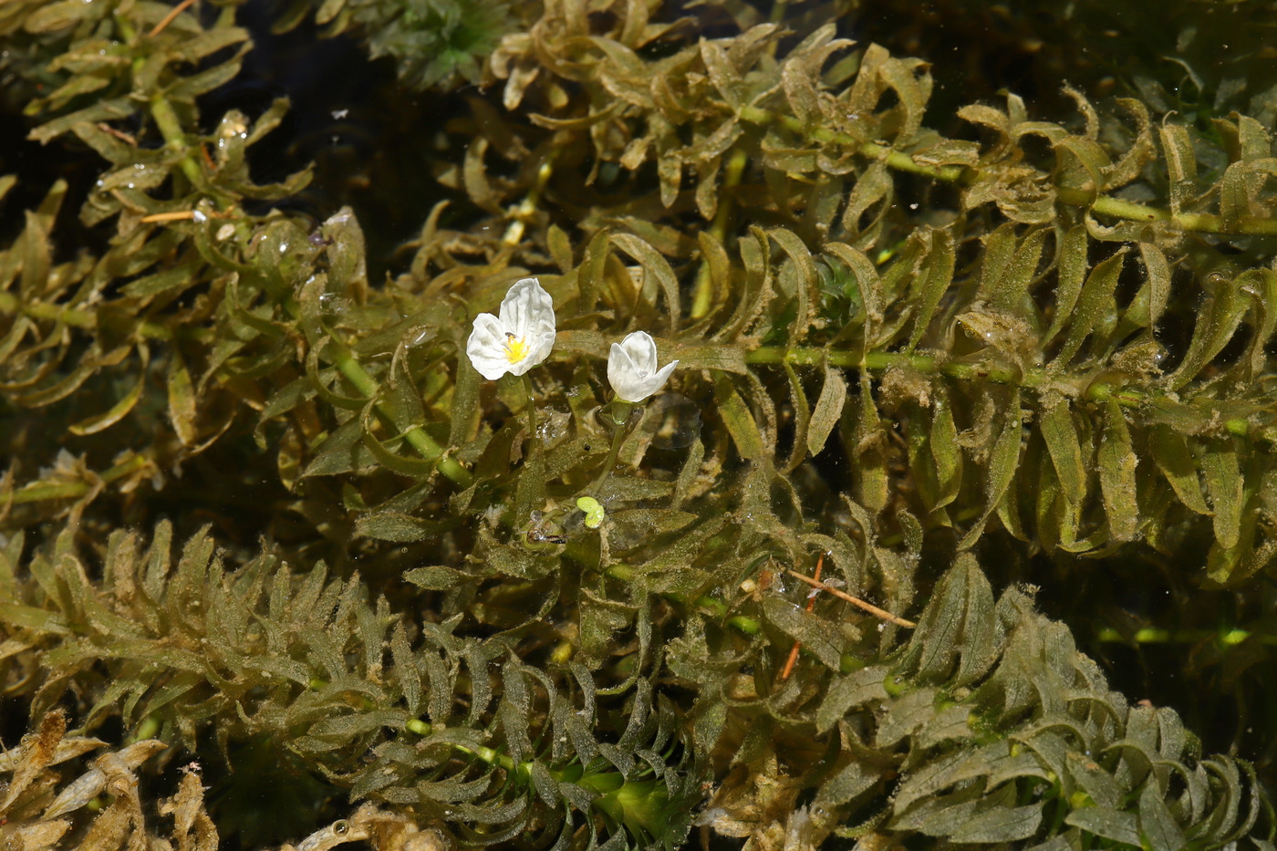 Image of Egeria densa specimen.
