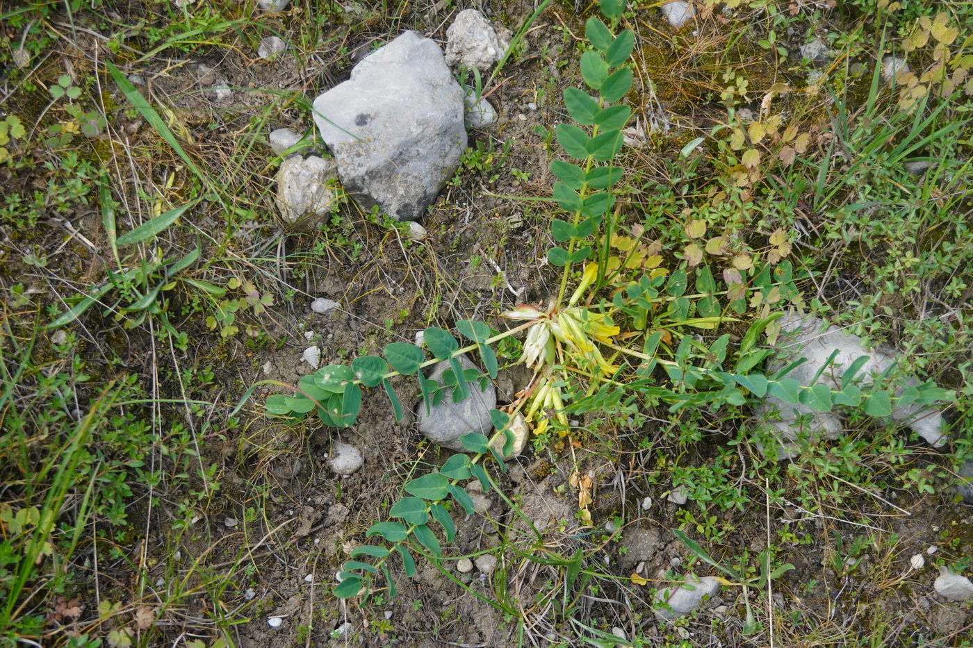 Image of genus Astragalus specimen.