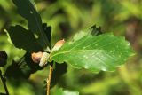 Quercus wutaishanica