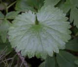 Ranunculus cassubicus. Лист. Пермский край, г. Пермь, Свердловский р-н, м-н Липовая Гора, сырой хвойный лес. 25.05.2025.