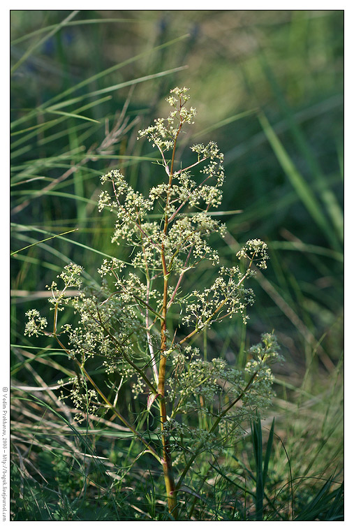 Image of Trinia glauca specimen.