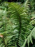 Dryopteris affinis. Спороносящая вайя. Португалия, о-в Мадейра, национальный парк \"Рибейру-Фриу\", ≈ 1400 м н.у.м., опушка лаврового леса. 20.08.2025.