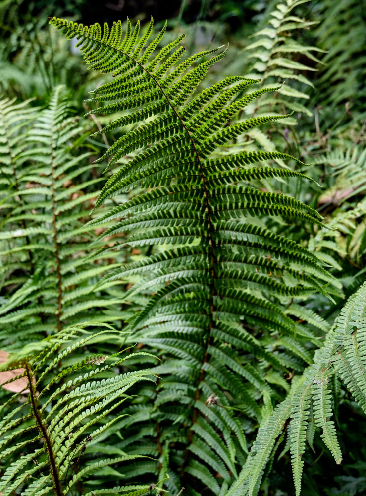 Изображение особи Dryopteris affinis.