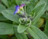 Nonea versicolor