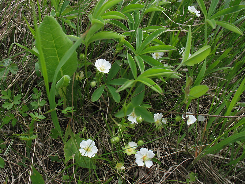 Изображение особи Potentilla alba.