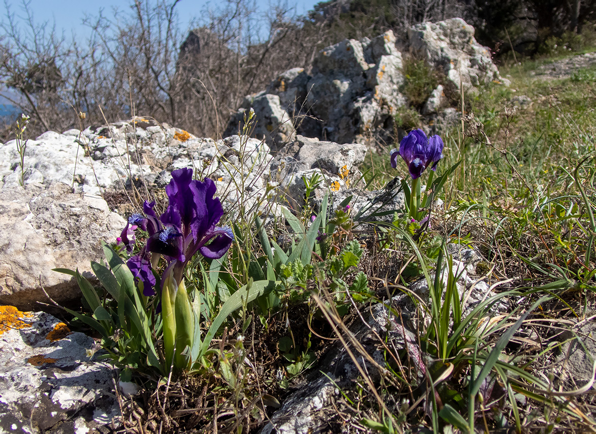 Изображение особи Iris pumila.