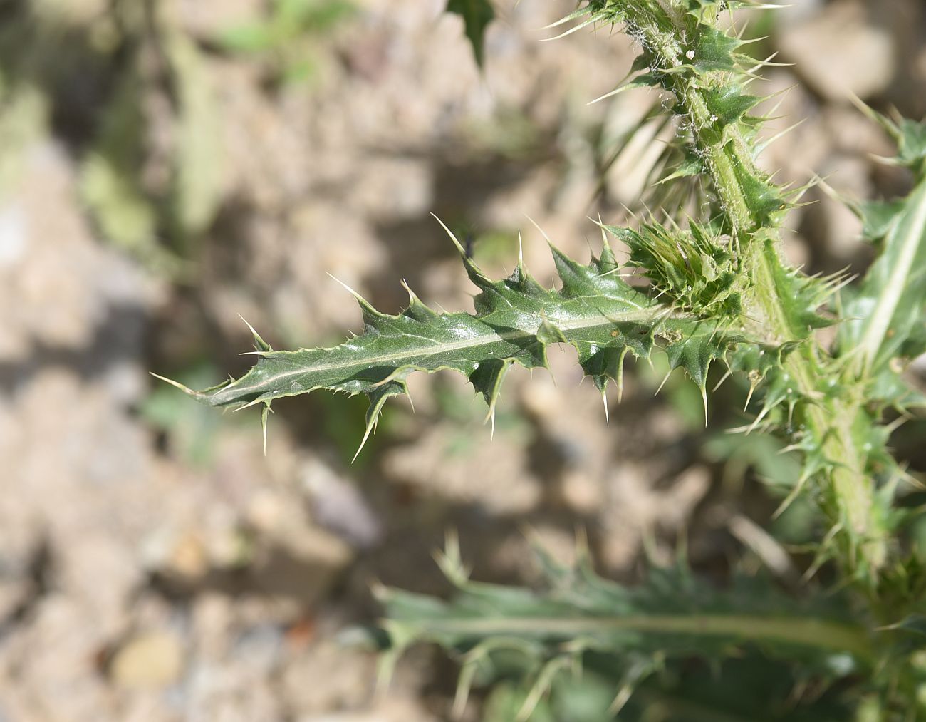Image of genus Carduus specimen.