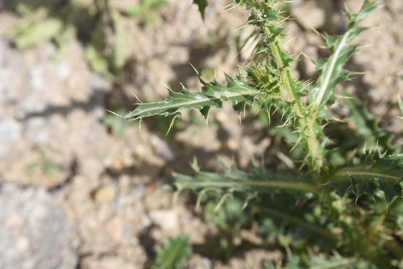 Изображение особи род Carduus.