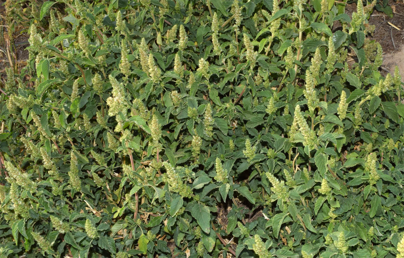 Изображение особи Amaranthus retroflexus.